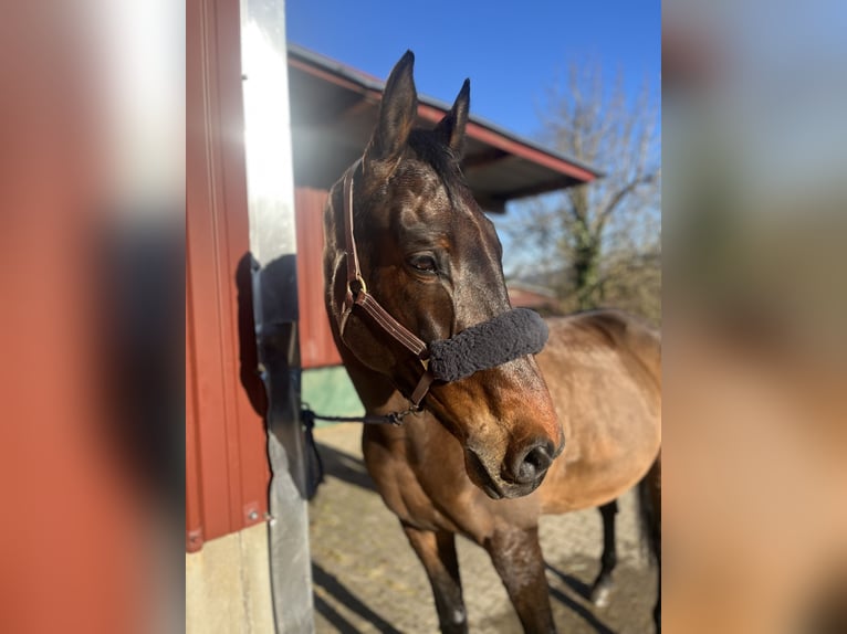 Zweibrücker Wallach 13 Jahre 168 cm Brauner in Erzingen Klettgau