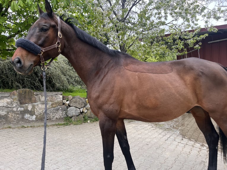 Zweibrücker Wallach 13 Jahre 168 cm Brauner in Erzingen Klettgau
