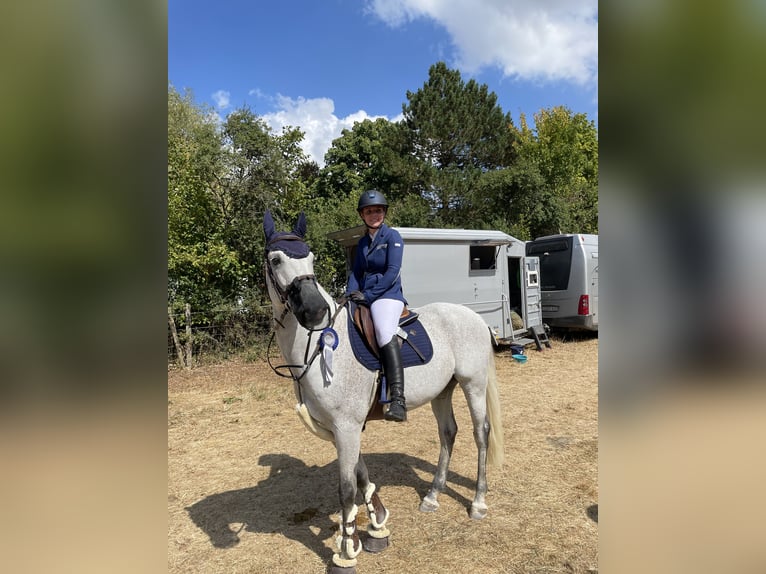 Zweibrücker Wallach 14 Jahre 163 cm Fliegenschimmel in Kerpen