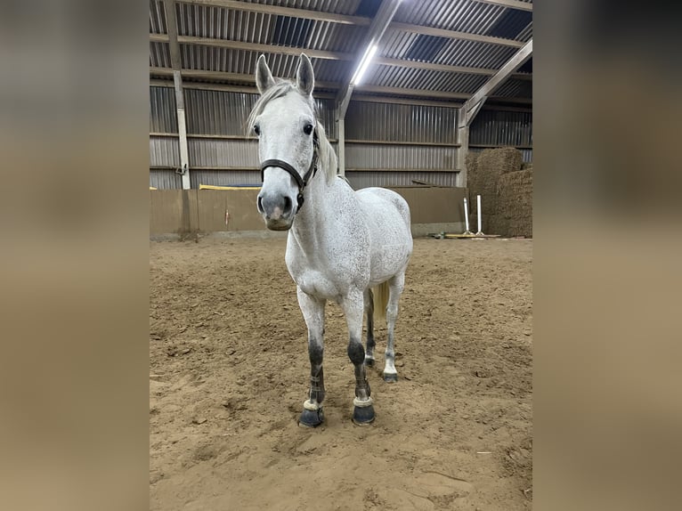 Zweibrücker Wallach 14 Jahre 163 cm Fliegenschimmel in Kerpen
