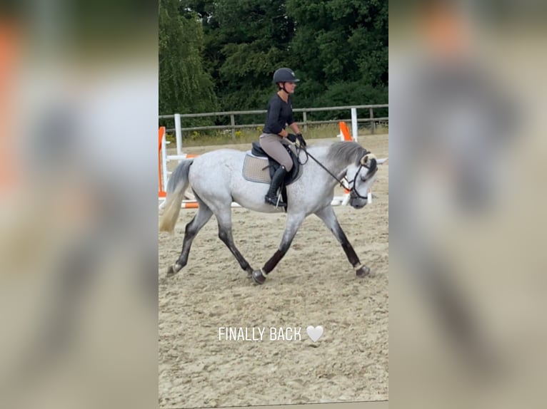 Zweibrücker Wallach 14 Jahre 163 cm Fliegenschimmel in Kerpen