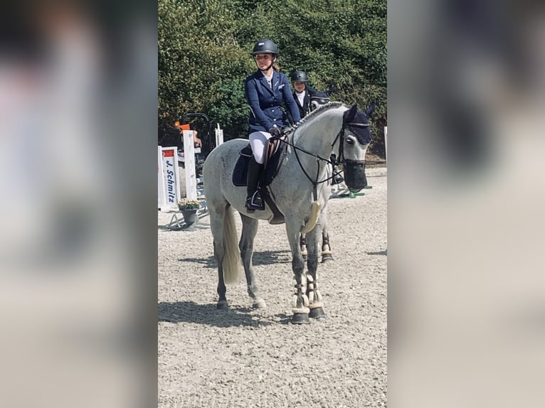Zweibrücker Wallach 14 Jahre 163 cm Fliegenschimmel in Kerpen