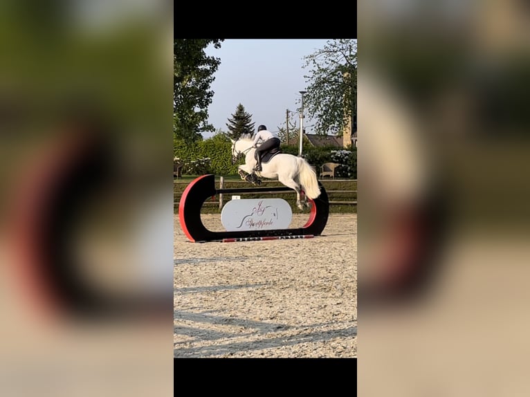 Zweibrücker Wallach 14 Jahre 163 cm Fliegenschimmel in Kerpen