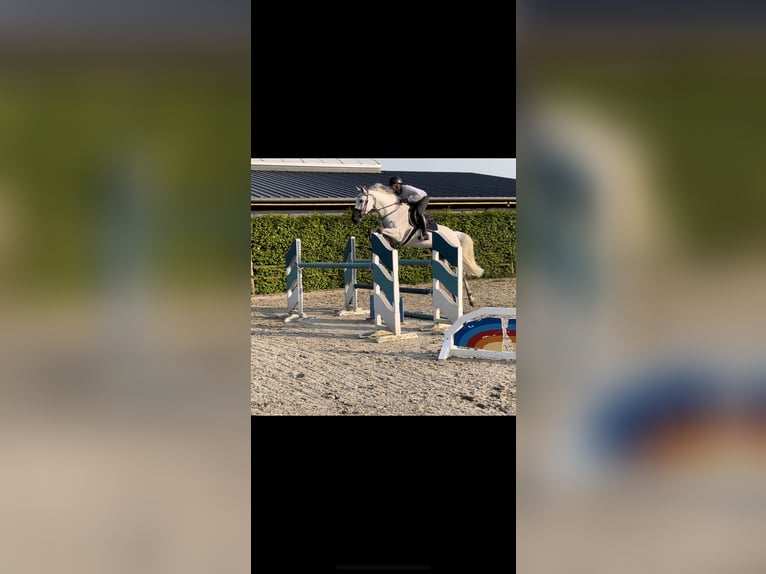 Zweibrücker Wallach 14 Jahre 163 cm Fliegenschimmel in Kerpen