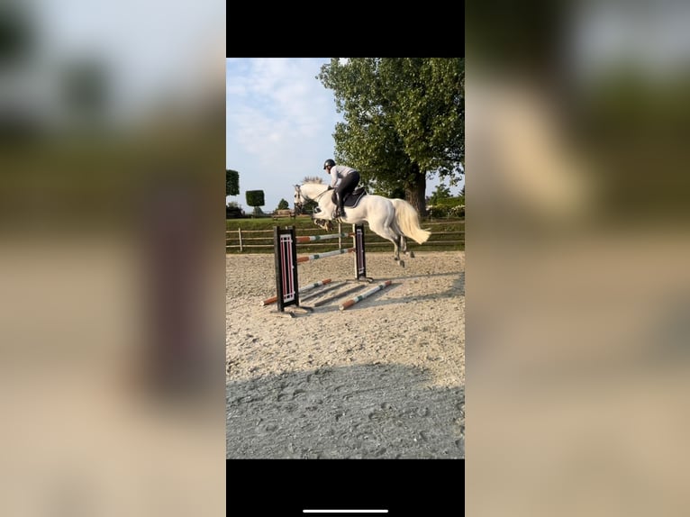 Zweibrücker Wallach 14 Jahre 163 cm Fliegenschimmel in Kerpen