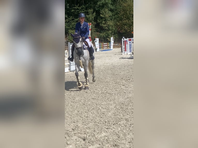 Zweibrücker Wallach 14 Jahre 163 cm Fliegenschimmel in Kerpen