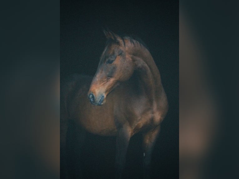 Zweibrücker Wallach 14 Jahre 168 cm  in Klettgau