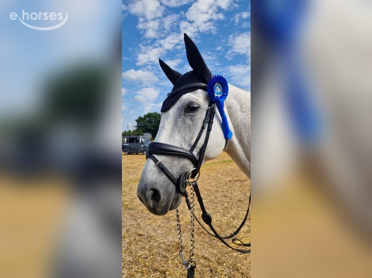 Zweibrücker Wallach 14 Jahre 168 cm Schimmel in Kaarst