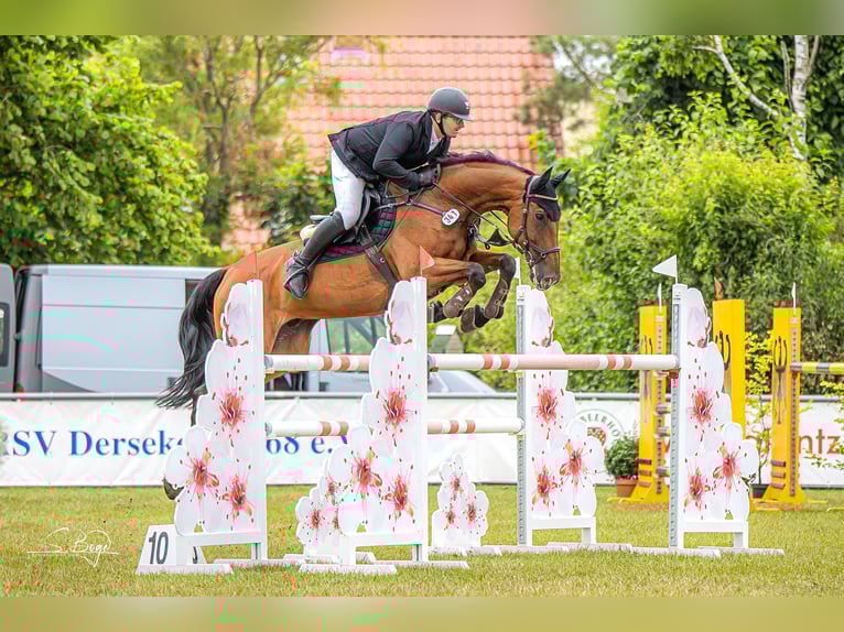 Zweibrücker Wallach 14 Jahre 170 cm Brauner in Ribnitz-Damgarten