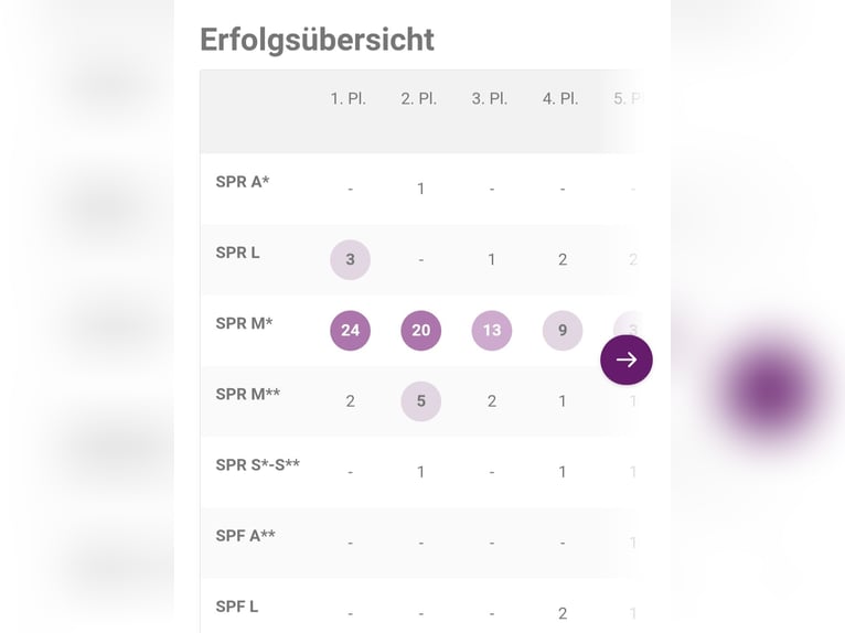 Zweibrücker Wallach 14 Jahre 171 cm Schimmel in Weiterstadt