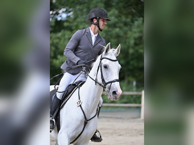 Zweibrücker Wallach 14 Jahre 171 cm Schimmel in Weiterstadt