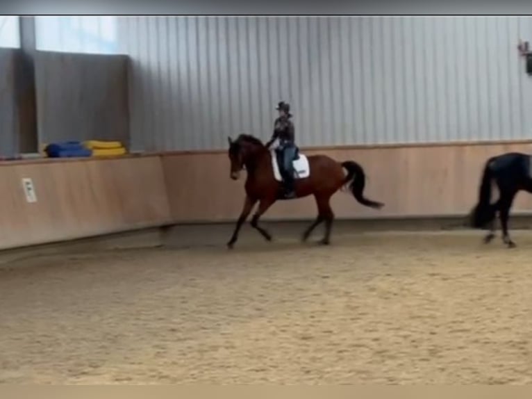 Zweibrücker Wallach 14 Jahre 180 cm Brauner in Neuried