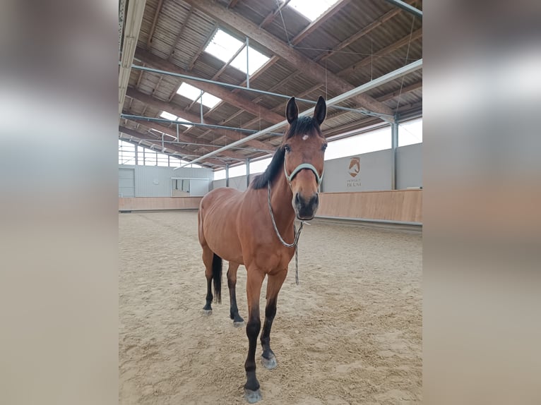 Zweibrücker Wallach 14 Jahre 180 cm Brauner in Neuried