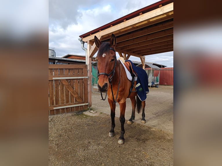 Zweibrücker Wallach 14 Jahre 180 cm Brauner in Neuried