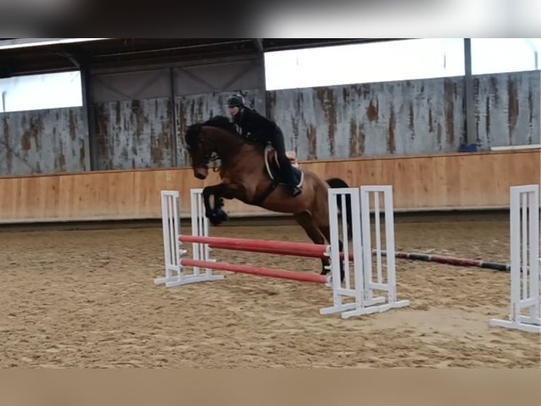 Zweibrücker Wallach 14 Jahre 180 cm Brauner in Neuried