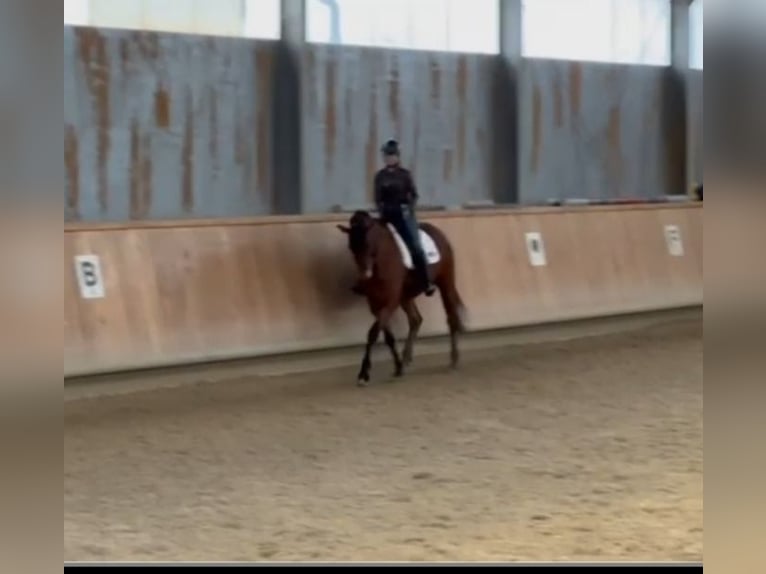 Zweibrücker Wallach 14 Jahre 180 cm Brauner in Neuried