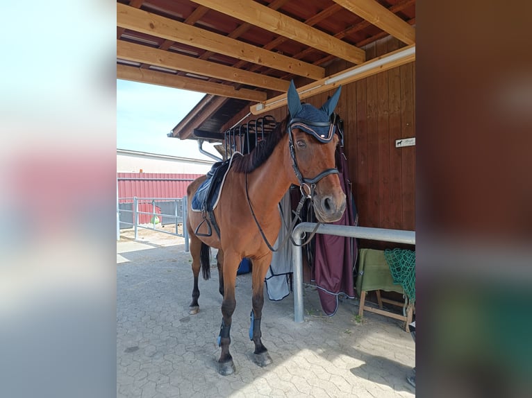 Zweibrücker Wallach 14 Jahre 180 cm Brauner in Neuried