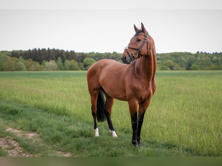 Zweibrücker Wallach 15 Jahre 163 cm Brauner in Schmelz