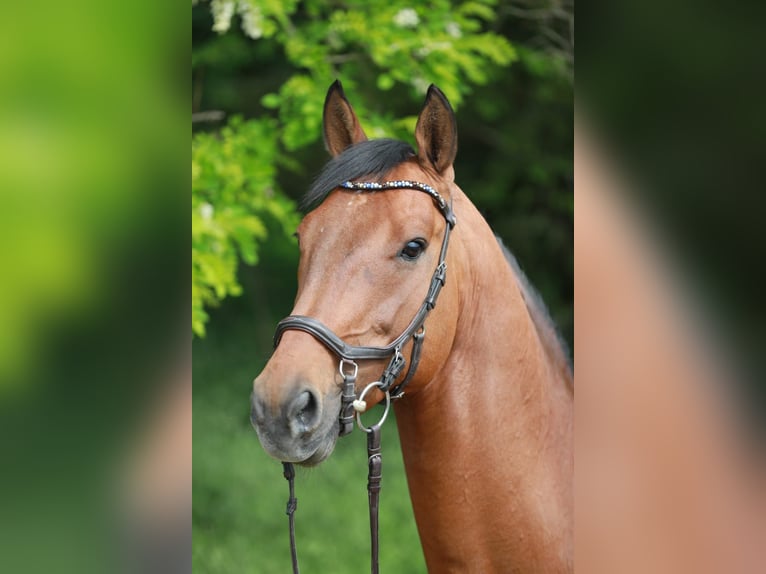 Zweibrücker Wallach 15 Jahre 163 cm Brauner in Schmelz