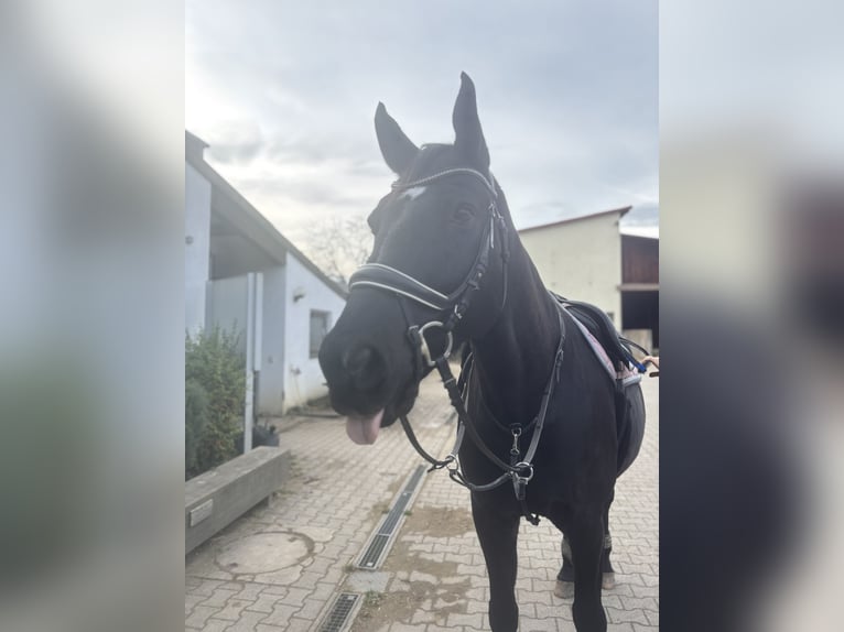 Zweibrücker Wallach 15 Jahre 173 cm Rappe in Leinfelden-Echterdingen