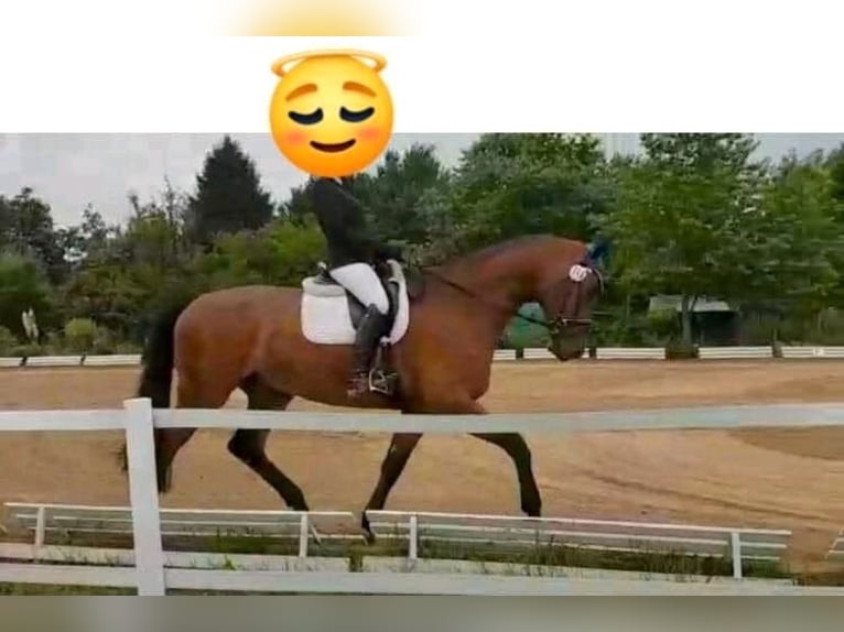 Zweibrücker Wallach 15 Jahre 184 cm in Hofheim am Taunus