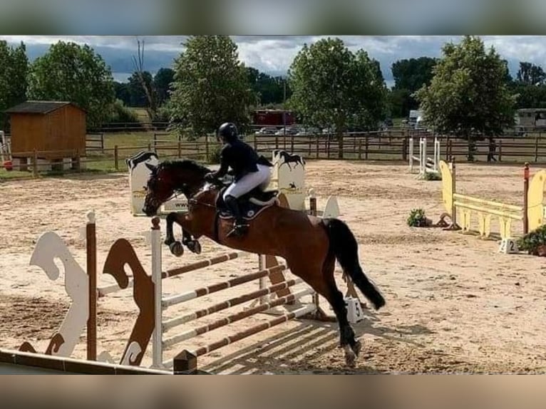 Zweibrücker Wallach 15 Jahre 184 cm in Hofheim am Taunus