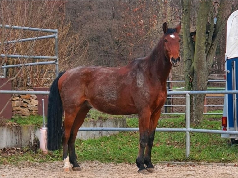 Zweibrücker Wallach 15 Jahre 184 cm in Hofheim am Taunus