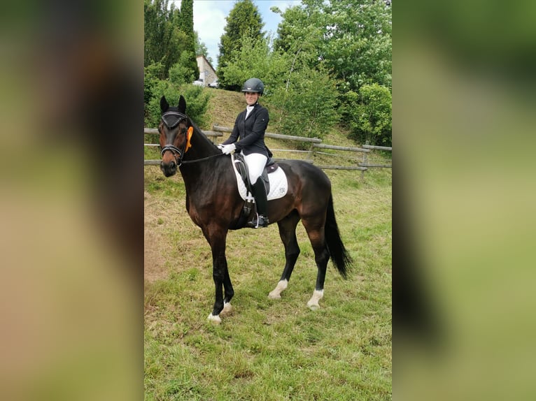 Zweibrücker Wallach 15 Jahre 185 cm Schwarzbrauner in Pillig