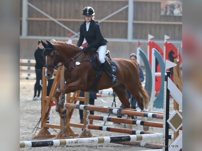 Zweibrücker Wallach 16 Jahre 164 cm Fuchs in Saarburg