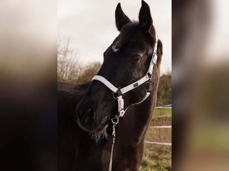 Zweibrücker Wallach 18 Jahre 163 cm Rappe in Gschwend