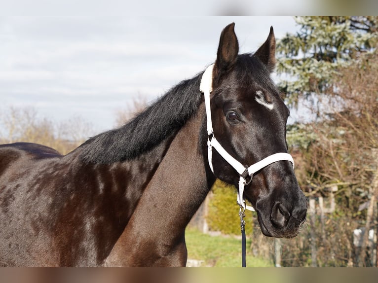 Zweibrücker Wallach 18 Jahre 163 cm Rappe in Gschwend