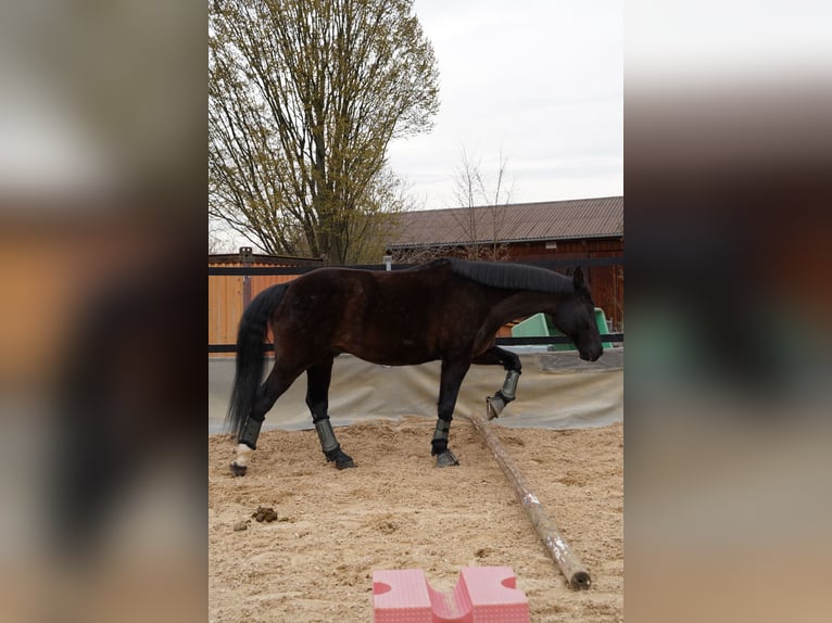 Zweibrücker Wallach 18 Jahre 163 cm Rappe in Gschwend