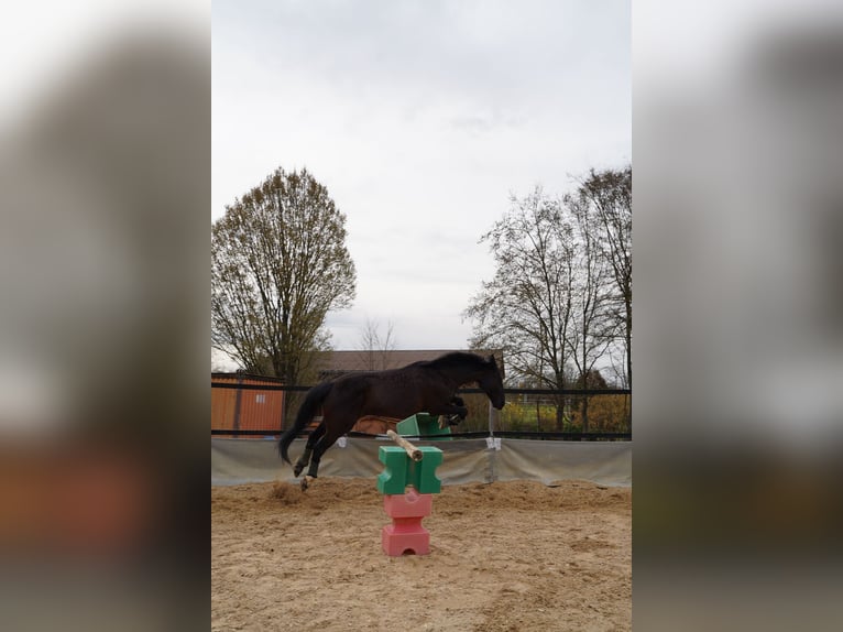 Zweibrücker Wallach 18 Jahre 163 cm Rappe in Gschwend