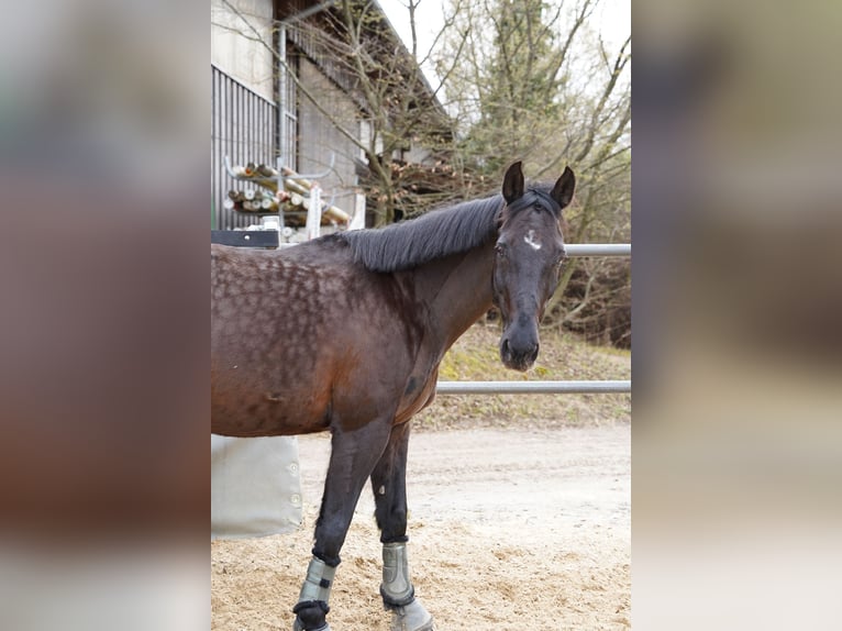 Zweibrücker Wallach 18 Jahre 163 cm Rappe in Gschwend