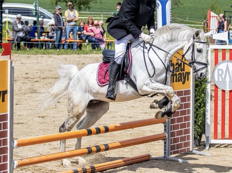 Zweibrücker Wallach 18 Jahre 165 cm Schimmel in Waldzell