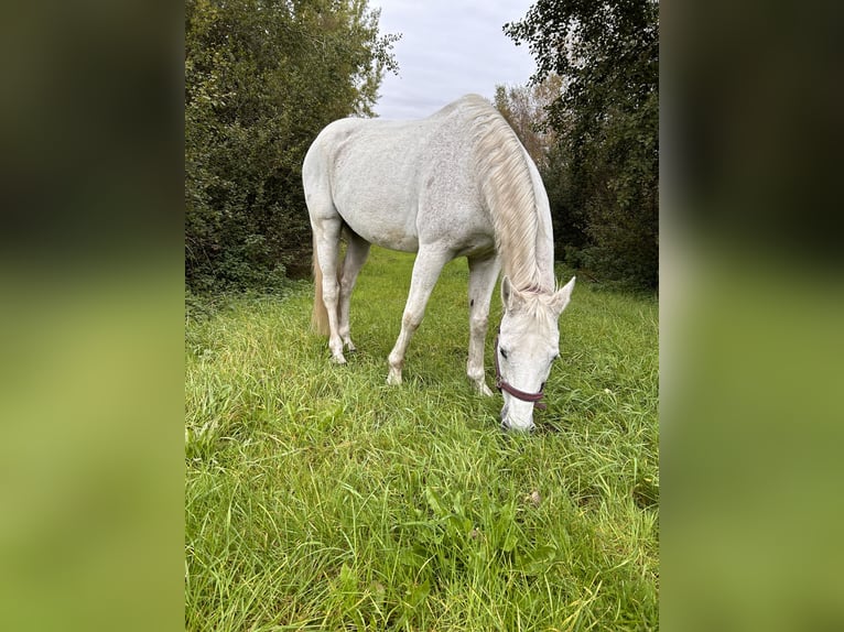Zweibrücker Wallach 20 Jahre 165 cm Schimmel in Lamstedt