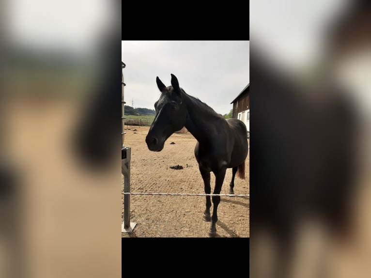 Zweibrücker Wallach 21 Jahre 167 cm Rappe in Crailsheim