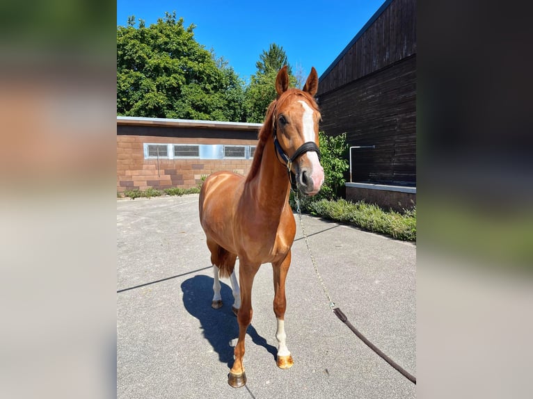 Zweibrücker Wallach 2 Jahre 168 cm Fuchs in Pirmasens