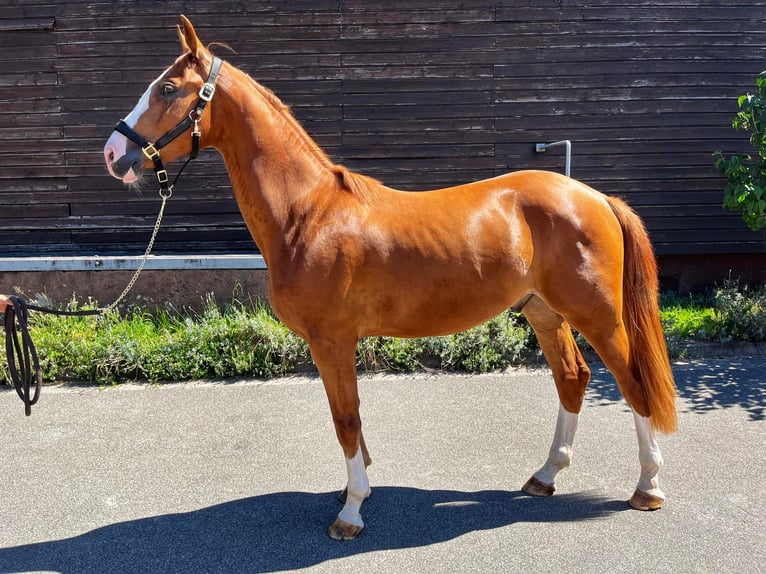 Zweibrücker Wallach 2 Jahre 168 cm Fuchs in Pirmasens