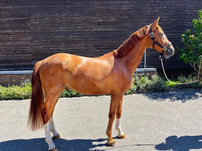 Zweibrücker Wallach 2 Jahre 168 cm Fuchs in Pirmasens