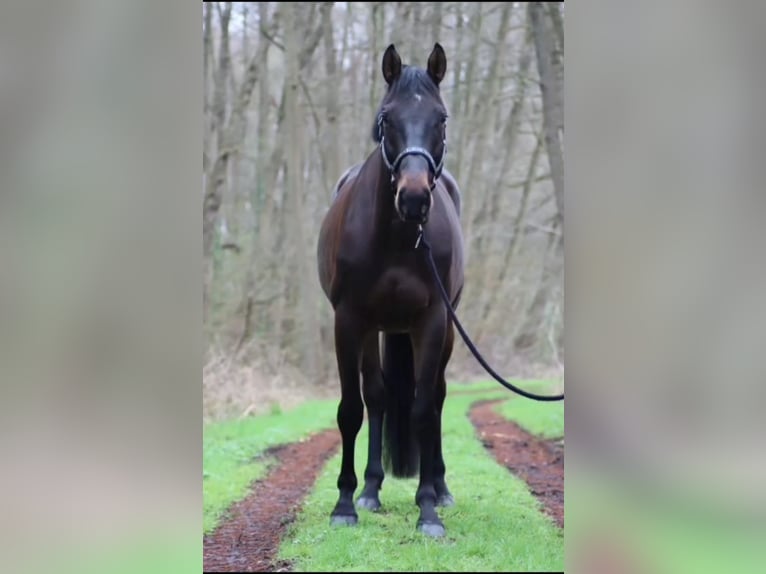 Zweibrücker Wallach 5 Jahre 168 cm Dunkelbrauner in Offenbach