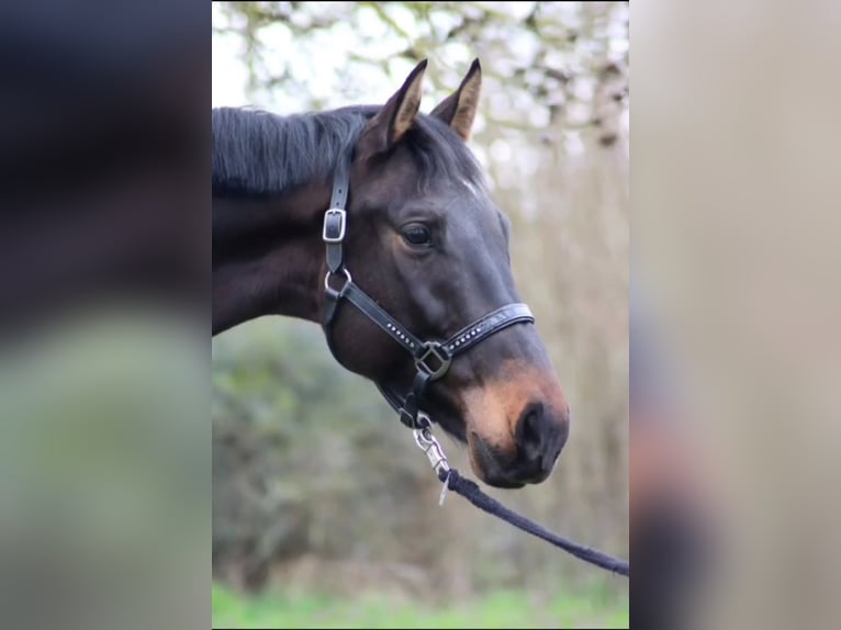 Zweibrücker Wallach 5 Jahre 168 cm Dunkelbrauner in Offenbach