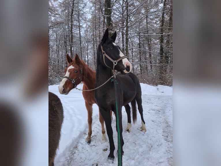 Zweibrücker Wallach 5 Jahre 174 cm Rappe in Montabaur