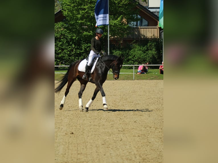 Zweibrücker Wallach 6 Jahre 172 cm Dunkelbrauner in Morscheid