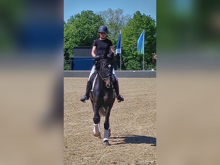 Zweibrücker Wallach 6 Jahre 172 cm Dunkelbrauner in Morscheid