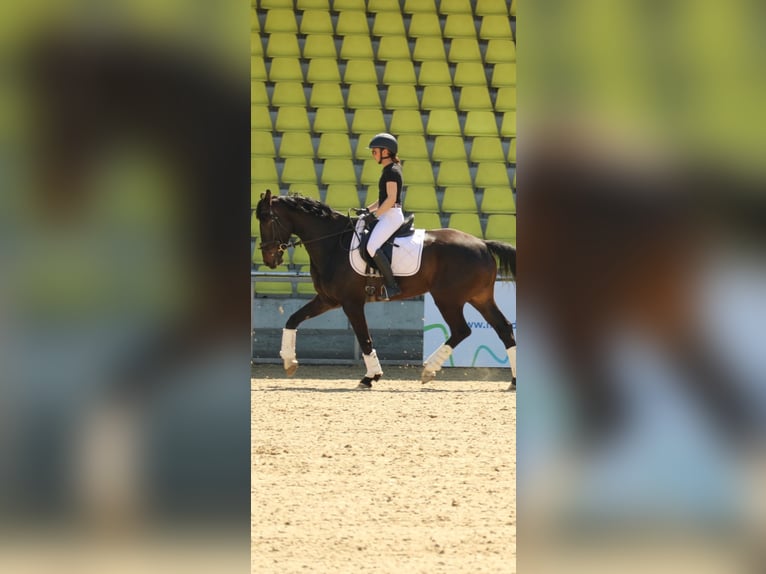 Zweibrücker Wallach 6 Jahre 172 cm Dunkelbrauner in Morscheid