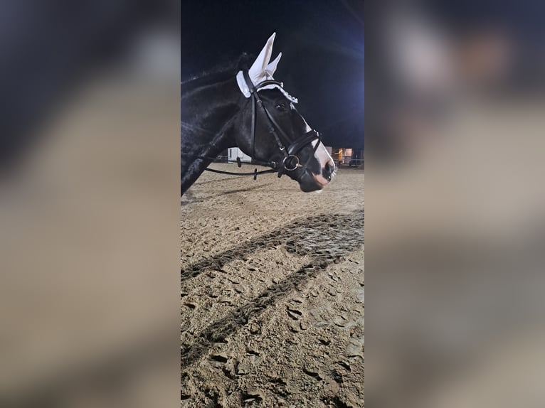 Zweibrücker Wallach 6 Jahre 174 cm Rappe in Montabaur