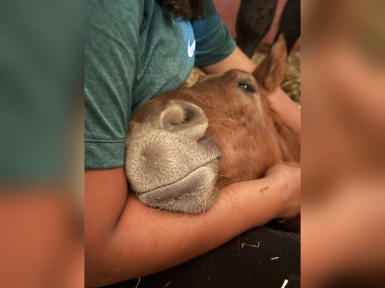 Zwitsers warmbloed Hengst 1 Jaar 167 cm in St.Ursen