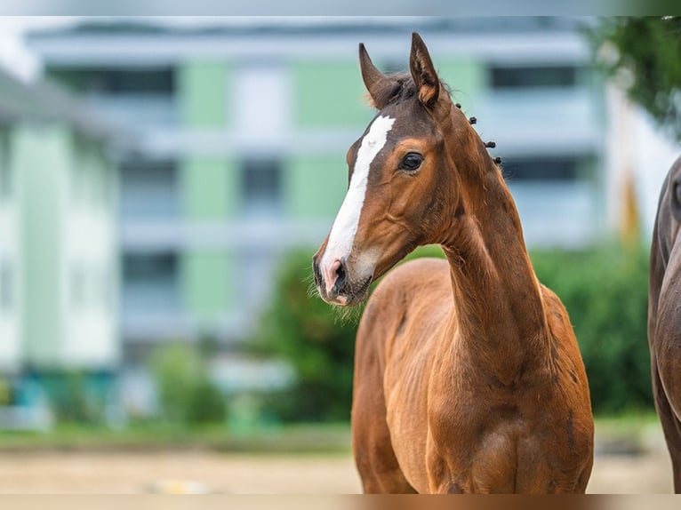 Zwitsers warmbloed Hengst 1 Jaar Bruin in Künten