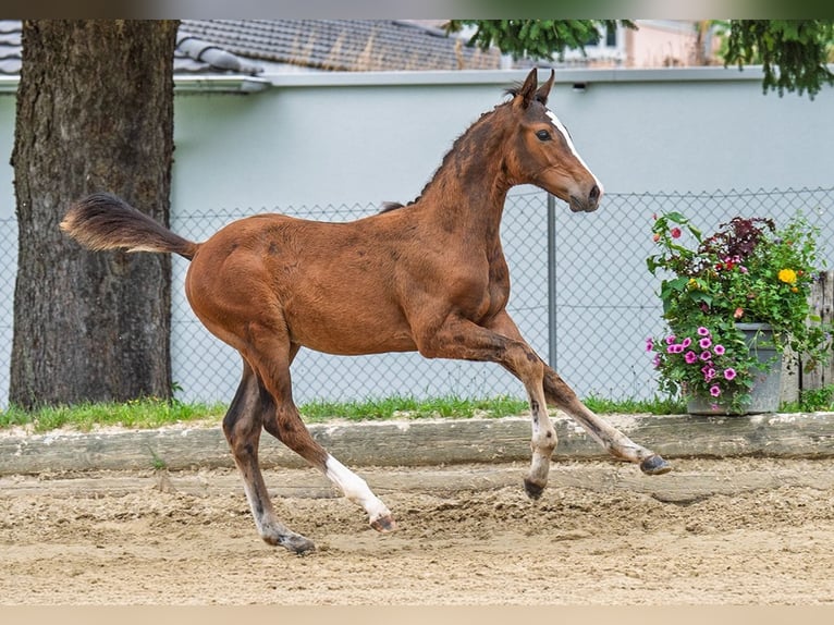 Zwitsers warmbloed Hengst 1 Jaar Bruin in Künten